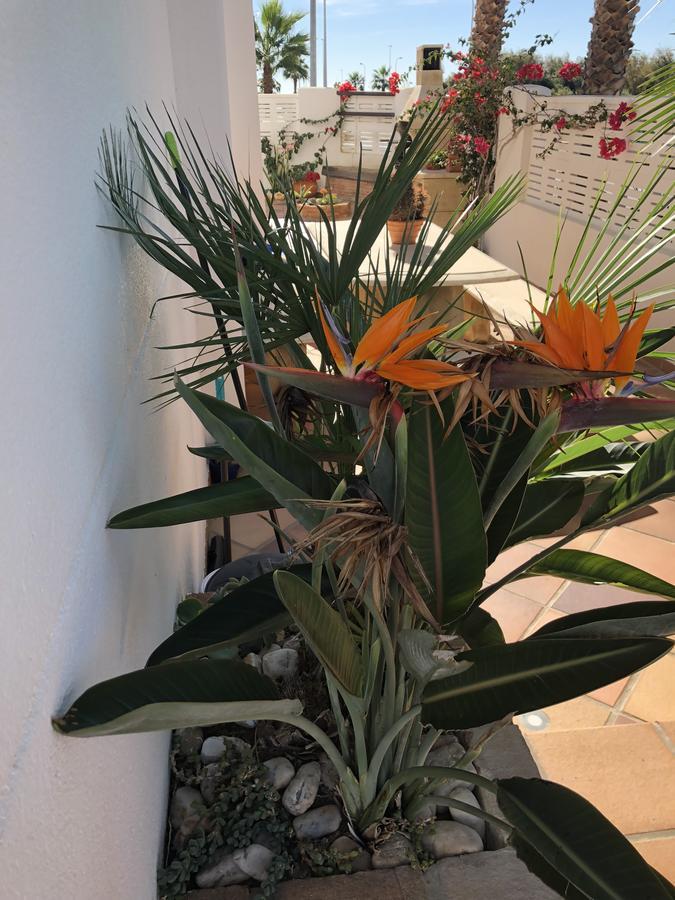 Villa Cinco Palmas 阿尔梅利马 外观 照片